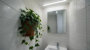 Bluszcz do łazienki bez okna